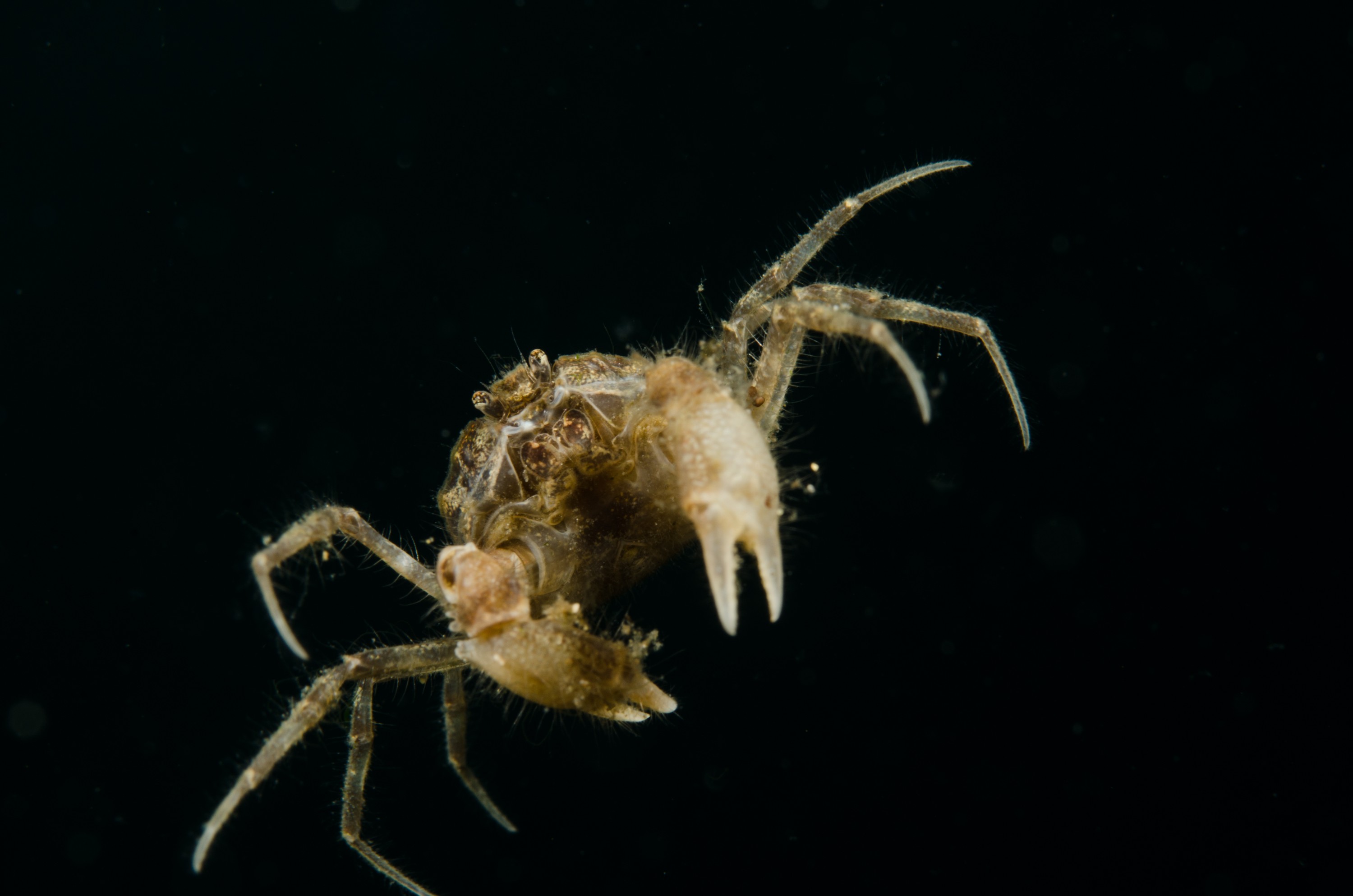 DSC_0973 – Amarnius lacustris, Crab, Northland NZ., crispin, freshwater, new, northland, nz, zealand, JAN17